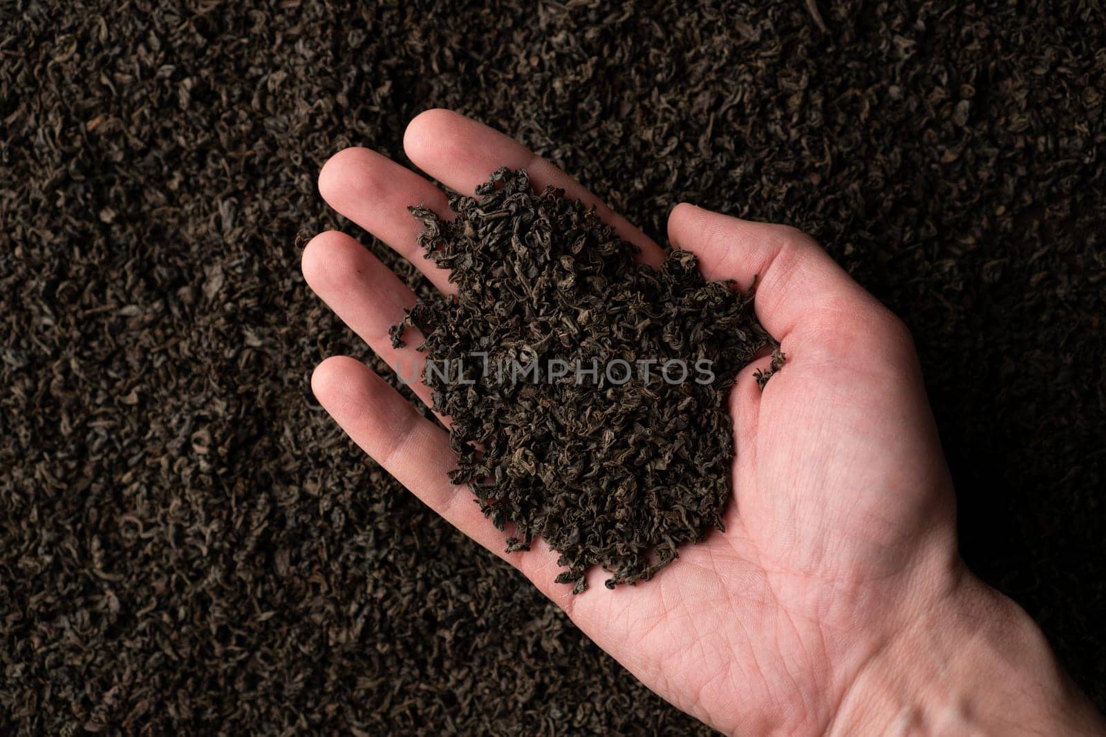 Hands taking a handful of fanning or broken loose leaf black tea and examining it in detail. Close up, top view