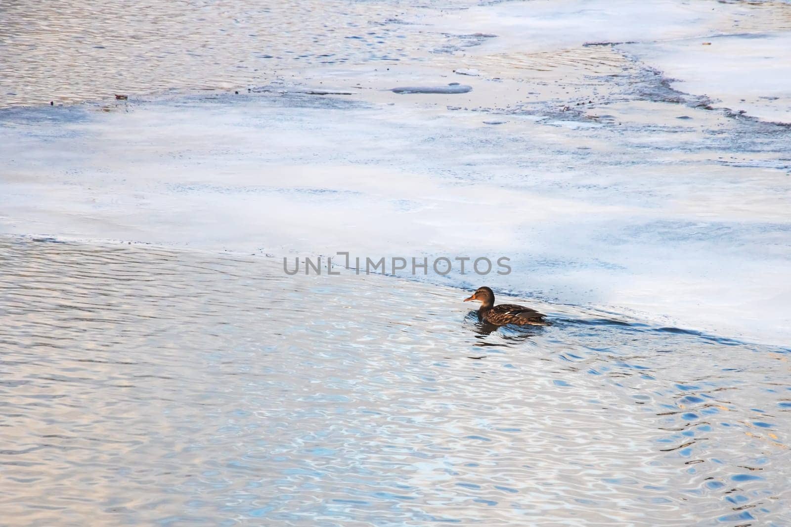 Ducks swim on the water next to an ice floe