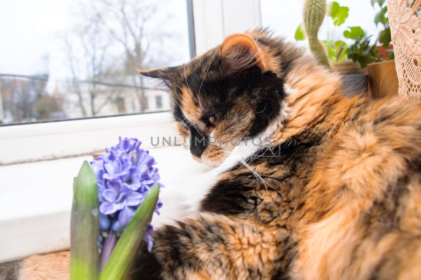 Three-color cat with yellow eyes close up portrait