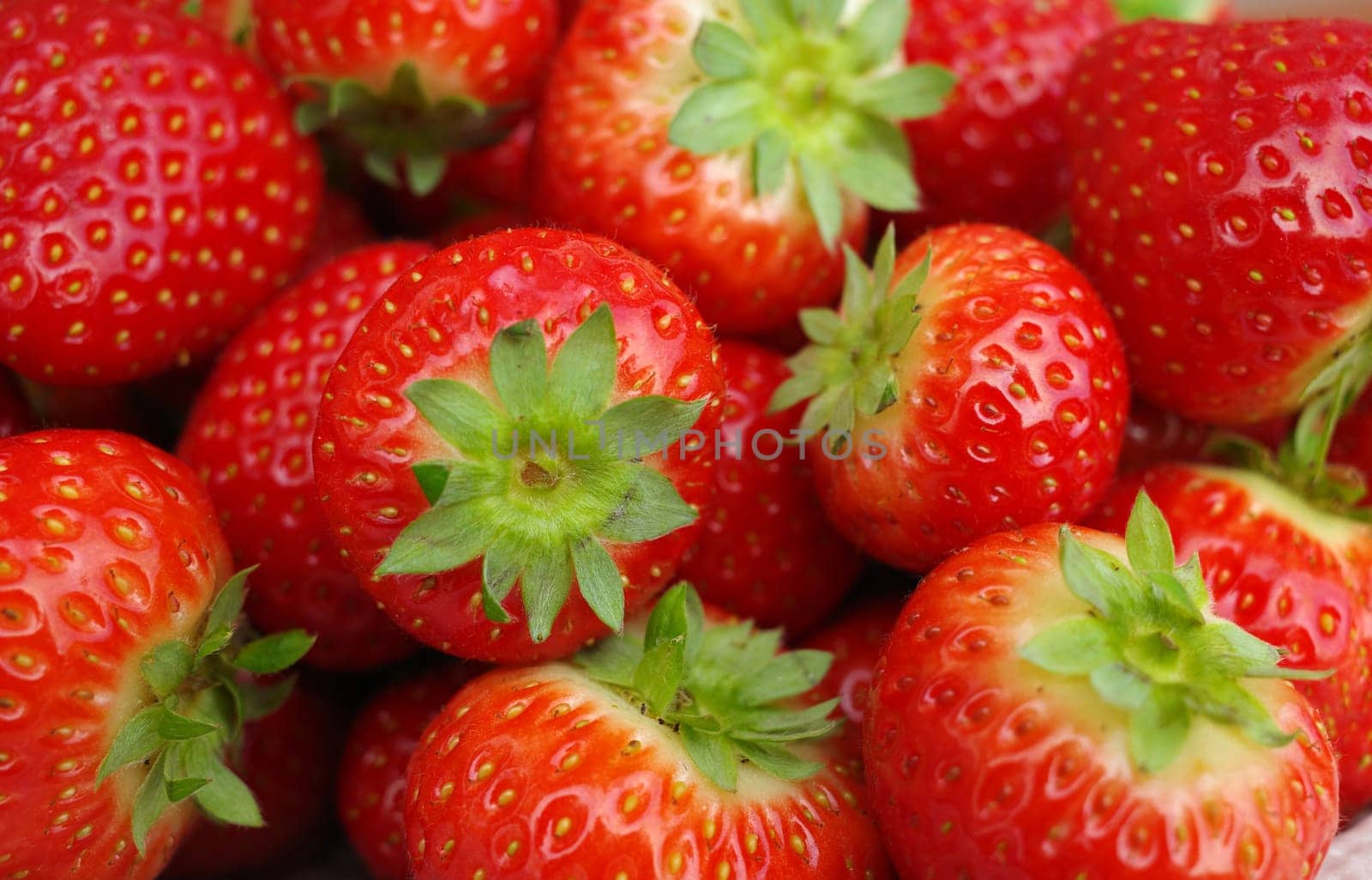 Close-up of fresh red strawberries in May from Holland.