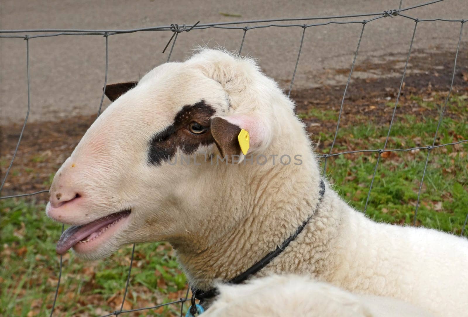 A bleating white sheep. It is of a special local breed: Landrace of Bentheim