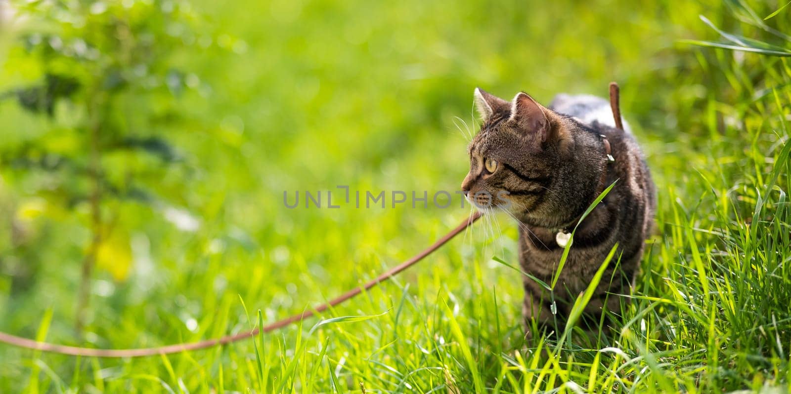 Gray striped cat walks on a leash on green grass outdoors