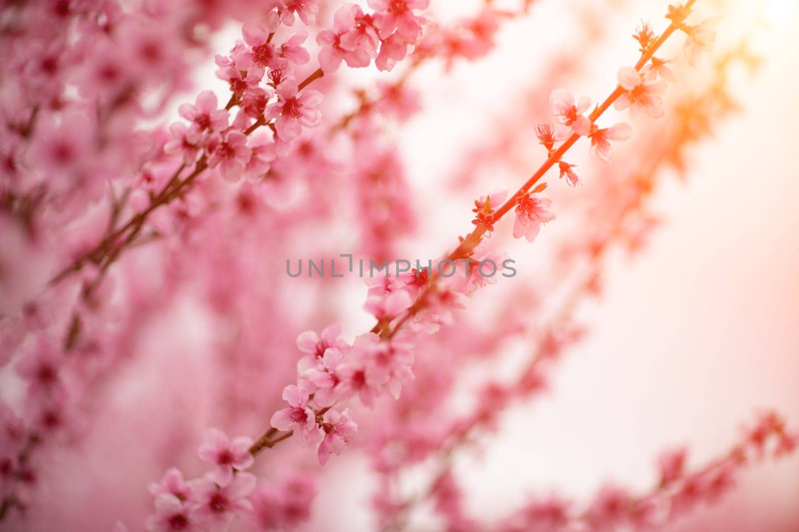 A peach blooms in the spring garden. Beautiful bright pale pink background. A flowering tree branch in selective focus. A dreamy romantic image of spring. Atmospheric natural background.