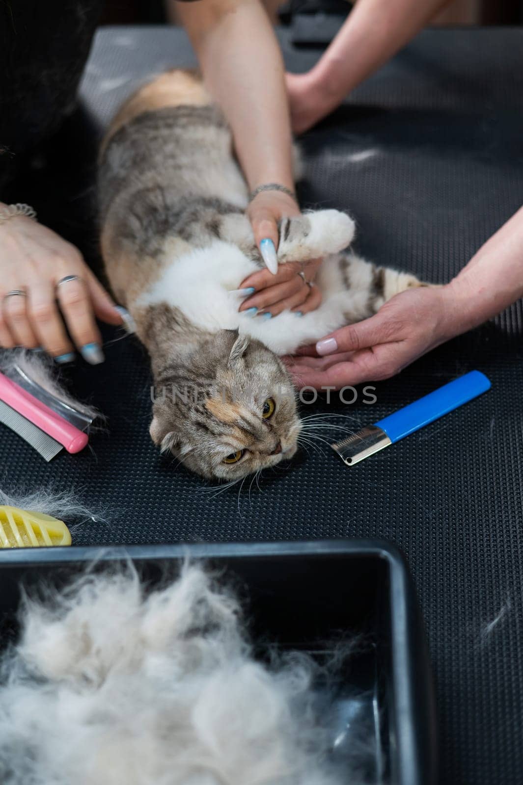 Women are combing a striped gray cat. Fast shedding service in the grooming salon. by mrwed54