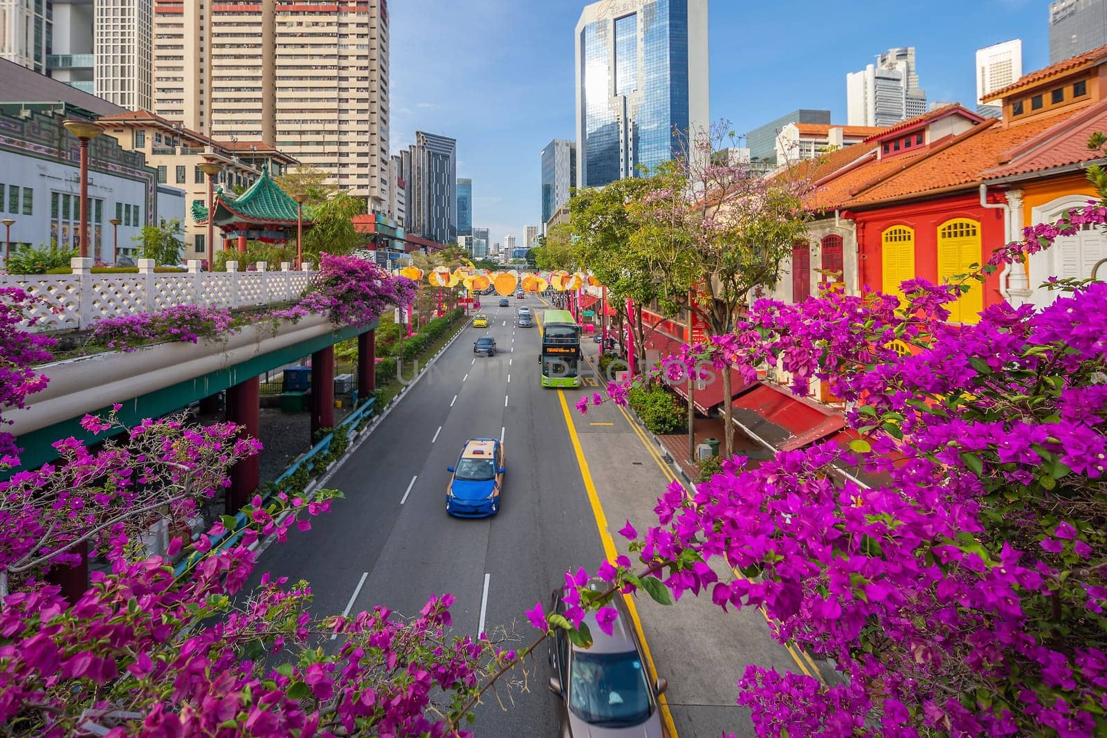 Downtown city skyline, cityscape of Chinatown Singapore with pink flower