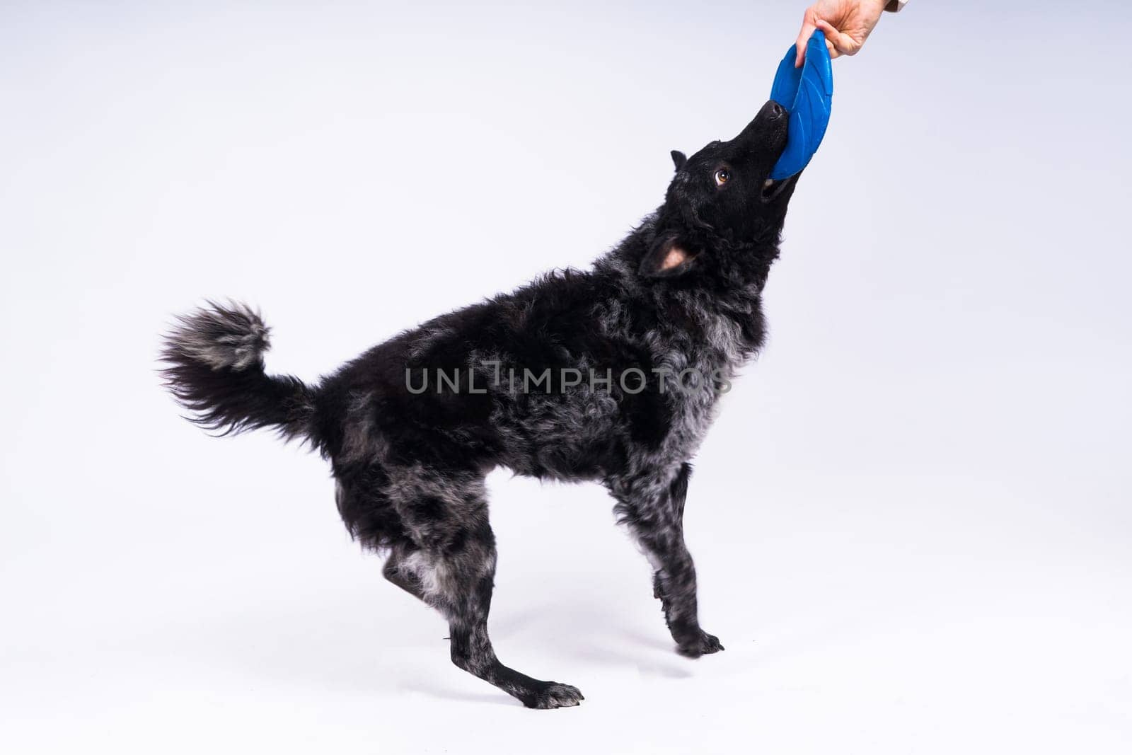 A playful mudi breed dog picking up blue frisbee with her teeth