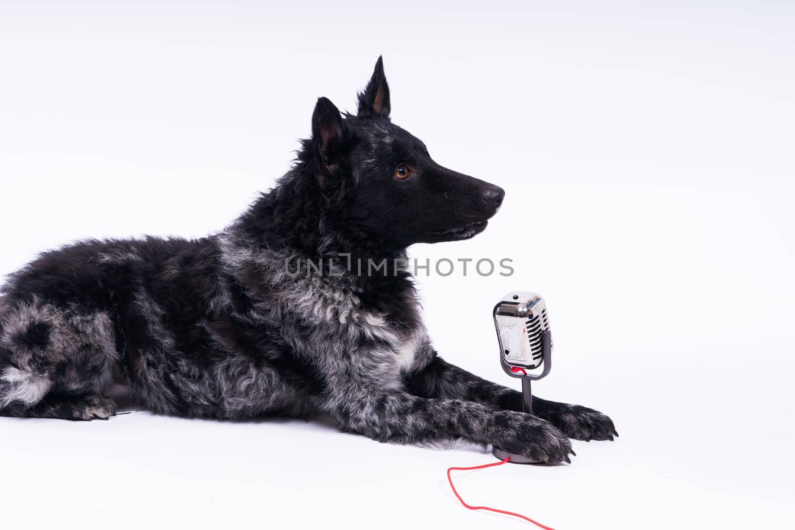 Beatiful mudi dog singing into a microphone in studio ehite background by Zelenin