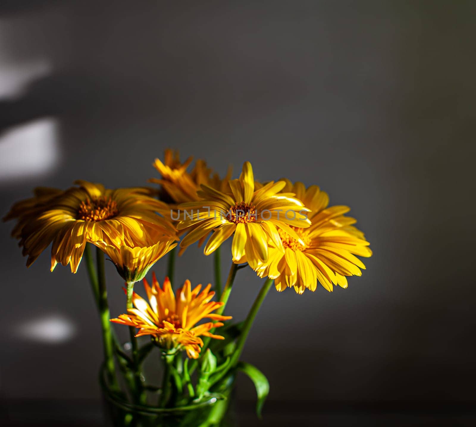 Composition of bright yellow chrysanthemum flowers in a glass beaker on a dark background. Close-up.