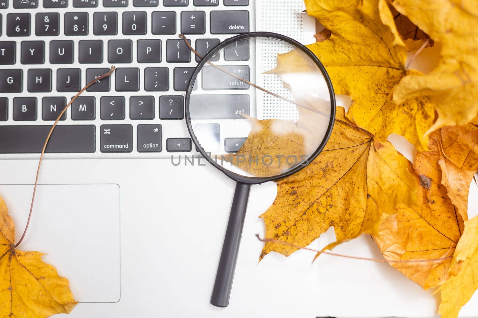 dry autumn leaves and laptop and magnifying glass by Andelov13