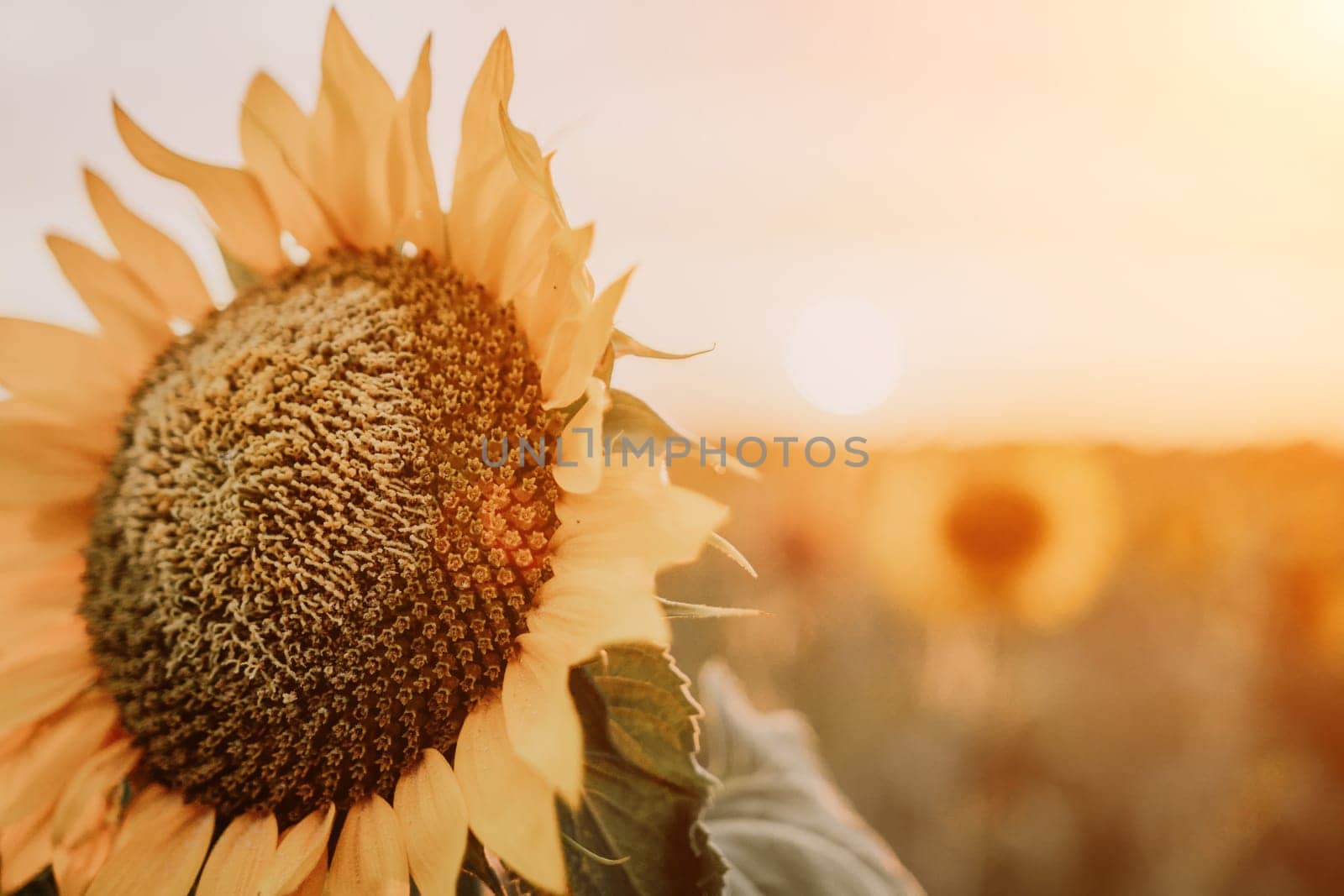 Bright Sunflower Flower: Close-up of a sunflower in full bloom, creating a natural abstract background. Summer time. Field of sunflowers in the warm light of the setting sun. Helianthus annuus. by panophotograph