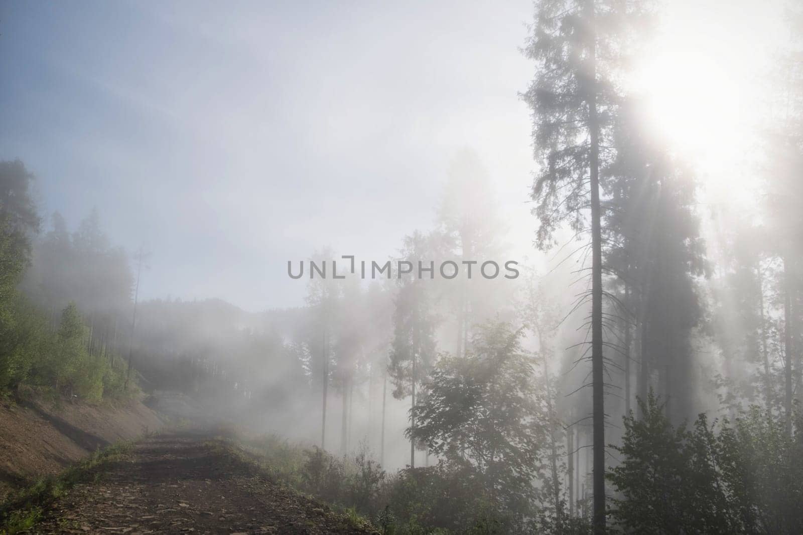 Fog in the forest. Misty forest morning light in sunny forest by igor010