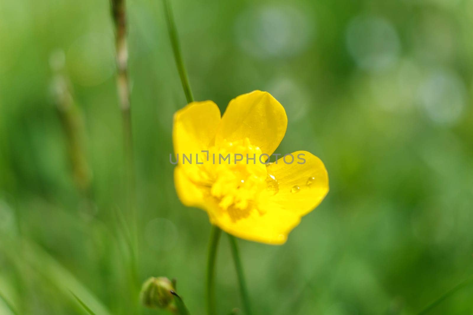 yellow flower in spring, blooming yellow flower. download photo