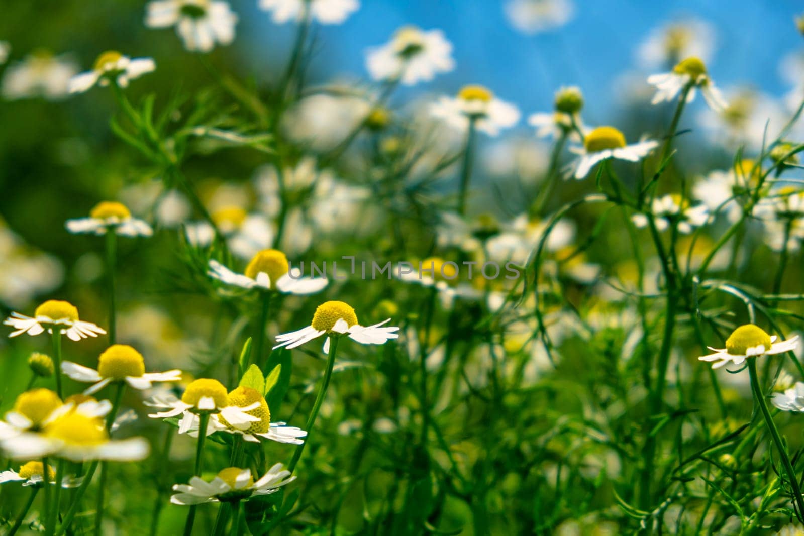 Chamomile flower field. Camomile in the nature. Field of camomiles at sunny day at nature. Camomile daisy flowers in summer day. Chamomile flowers field background in sun light. download photo