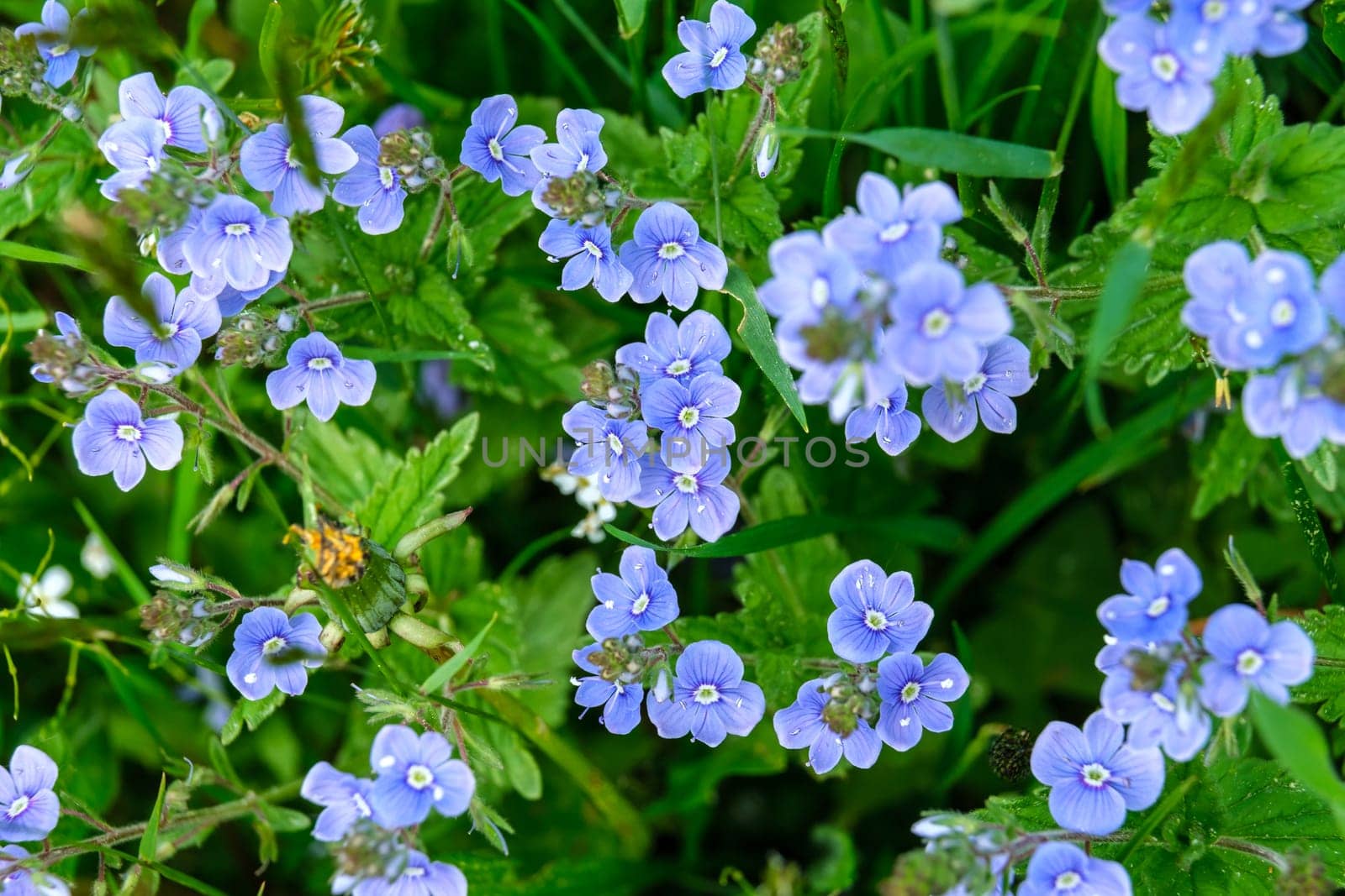 Forget me not flowers. Blue flowers Forget-me-nots in the garden. download photo