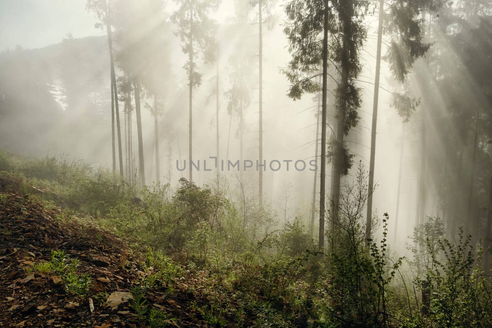 misty morning in the forest. forest on a hazy morning . download photo