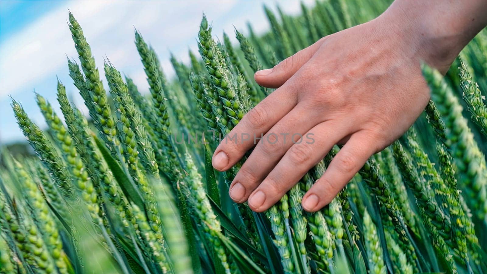 Close up of a woman hand touching of young growth green barley. slow motion of hand touching ear of wheat. download photo