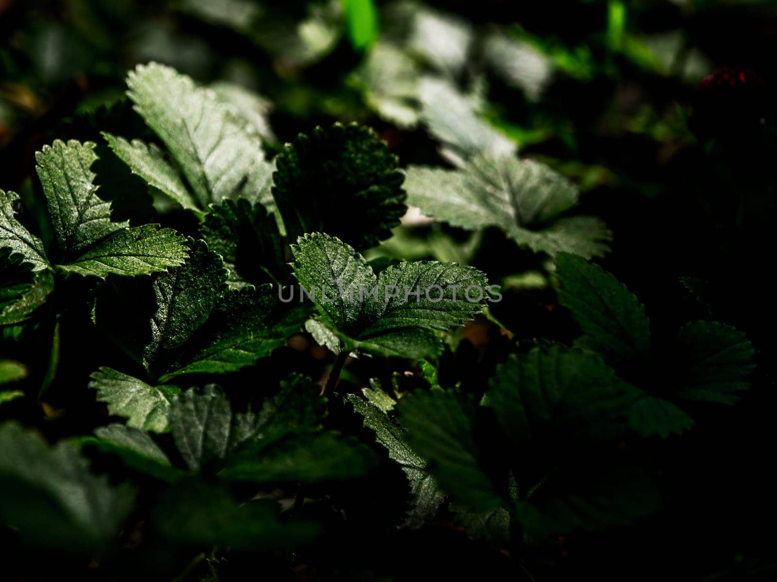 The Mock Strawberry plant for ground cover in the garden by Satakorn