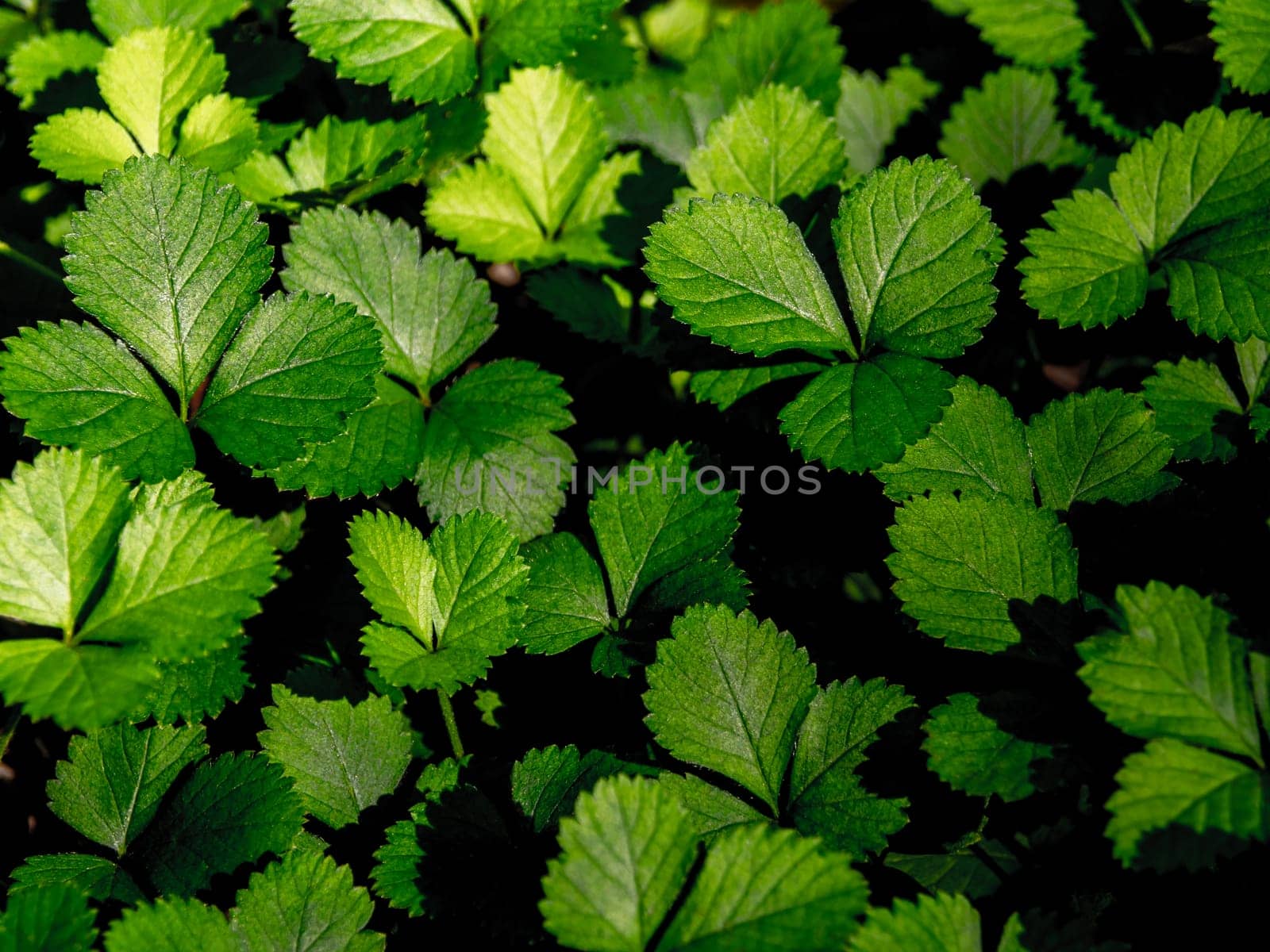 The Mock Strawberry plant for ground cover in the garden by Satakorn