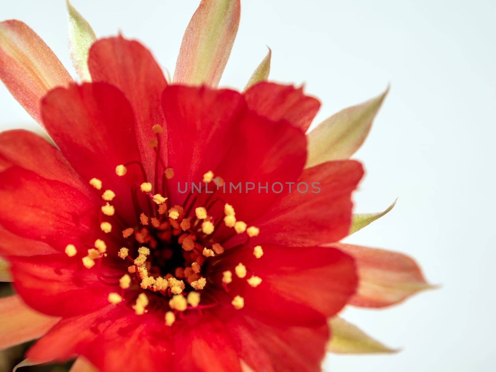 Red color delicate petal with fluffy hairy of Echinopsis Cactus flower on white background