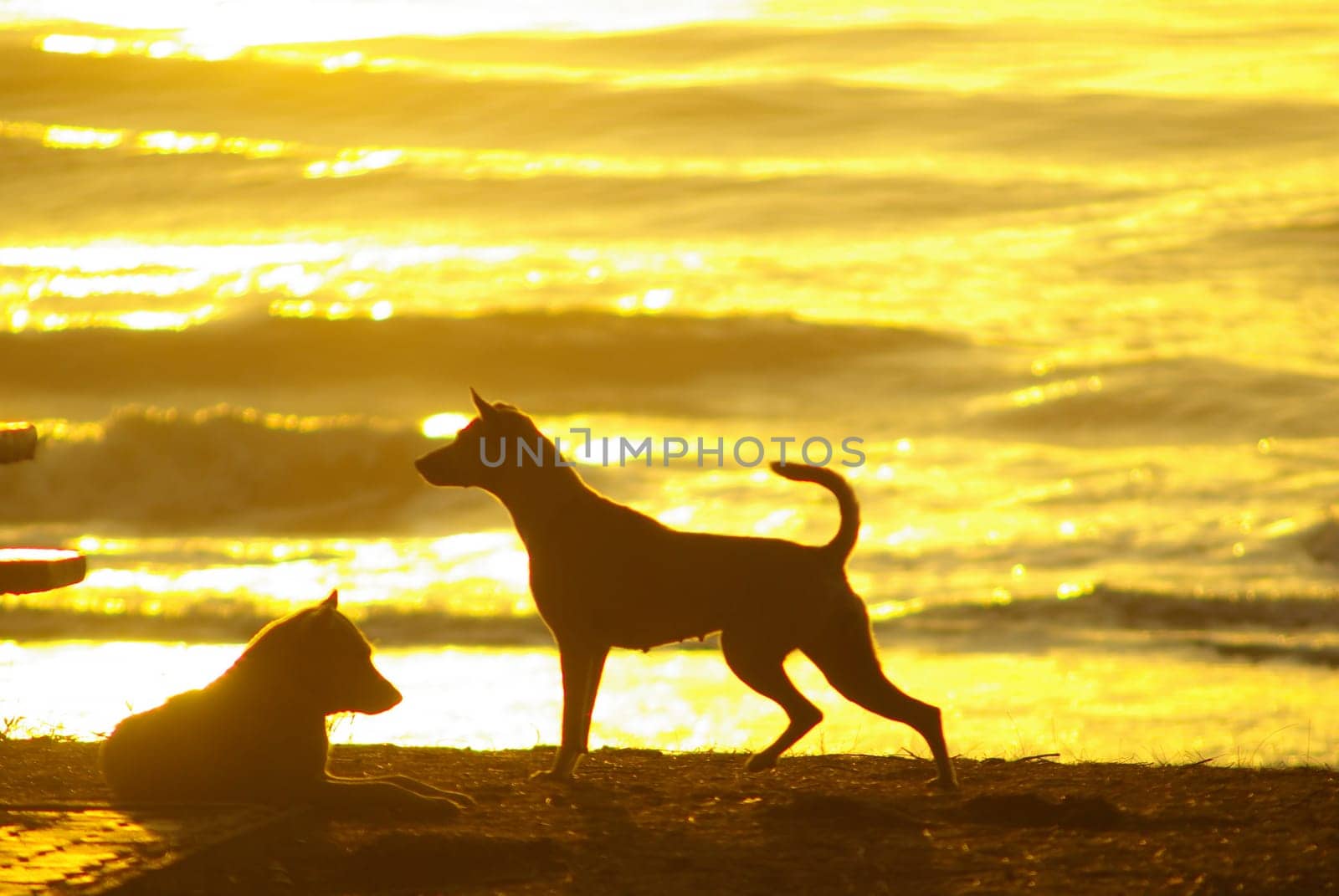 Silhouette of a dog lying on the beach and the gold light of sunset reflex on the sea surface by Satakorn