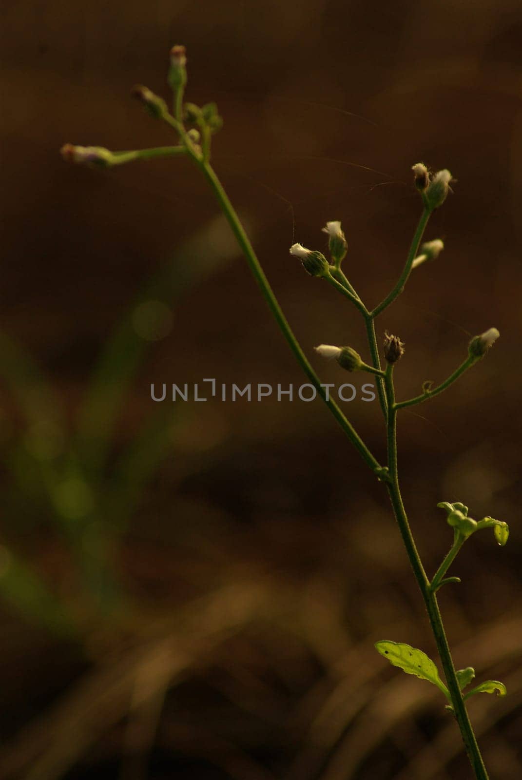 Little Ironweed grass field in the morning light by Satakorn