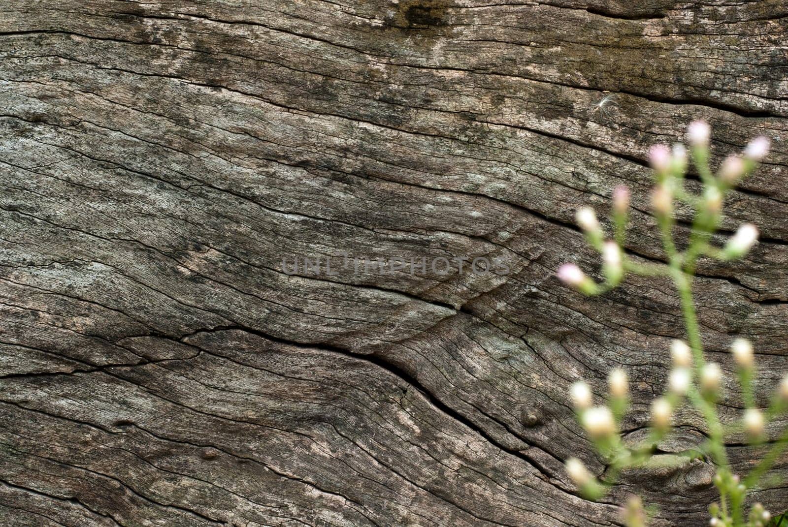 Abstract Surface texture and trenches on the bark of tree trunk by Satakorn