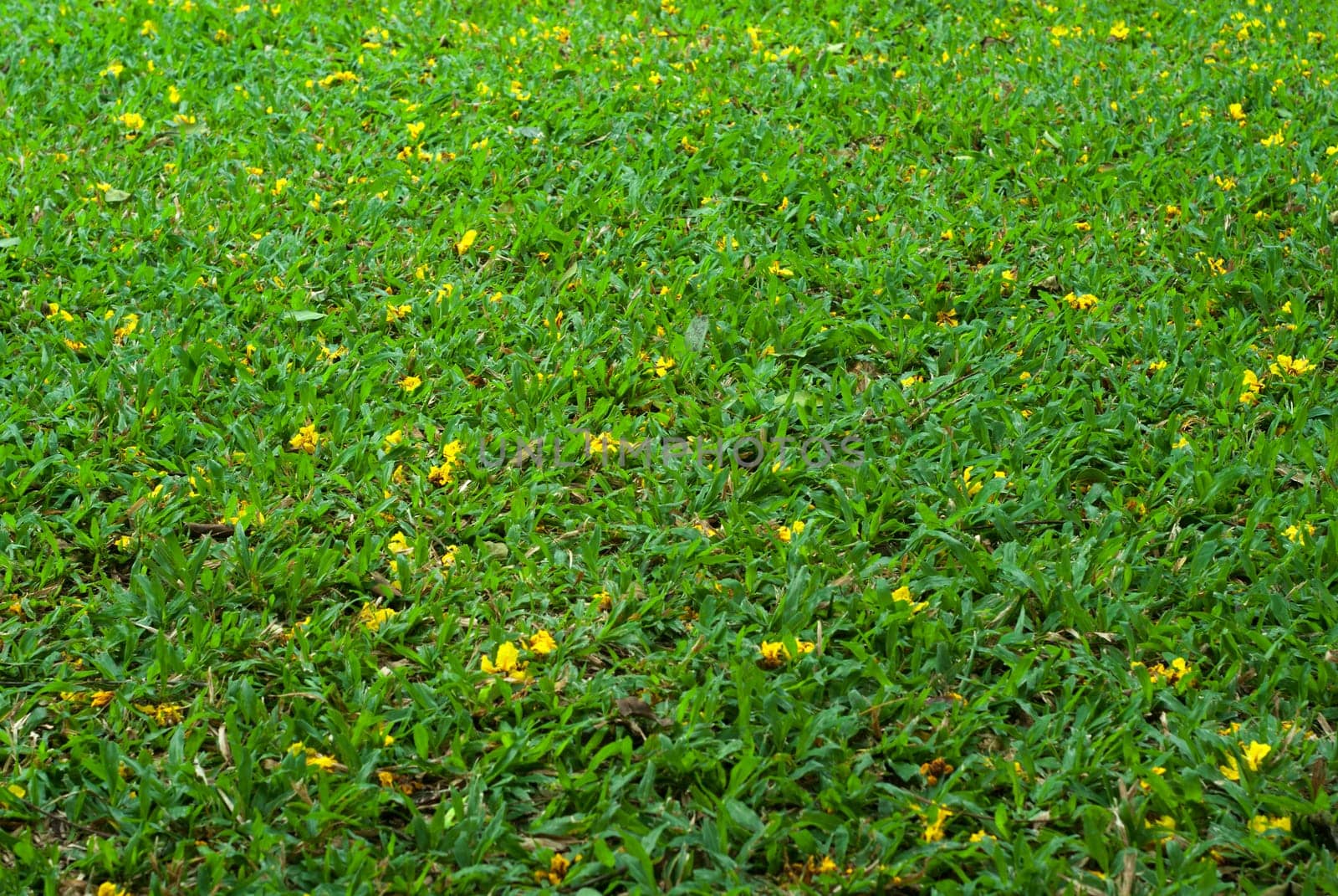 The falling yellow flowers were scattered around the lawn by Satakorn