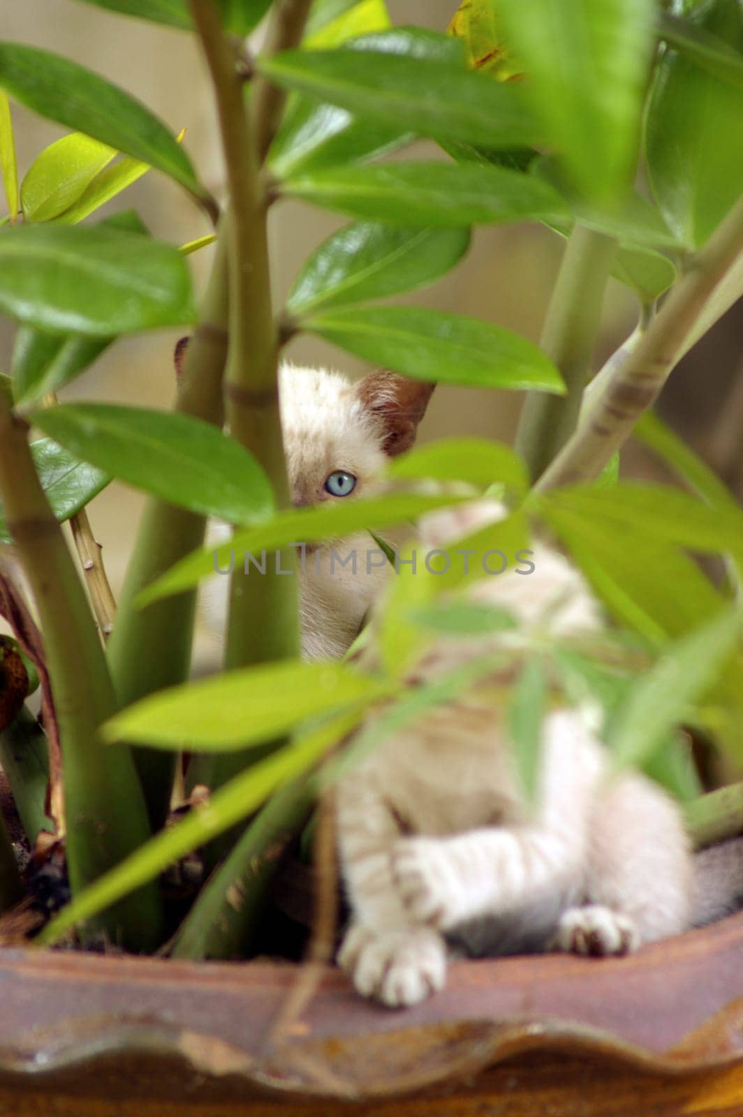 The eyes of white kitten behind the ZZ plant leaves