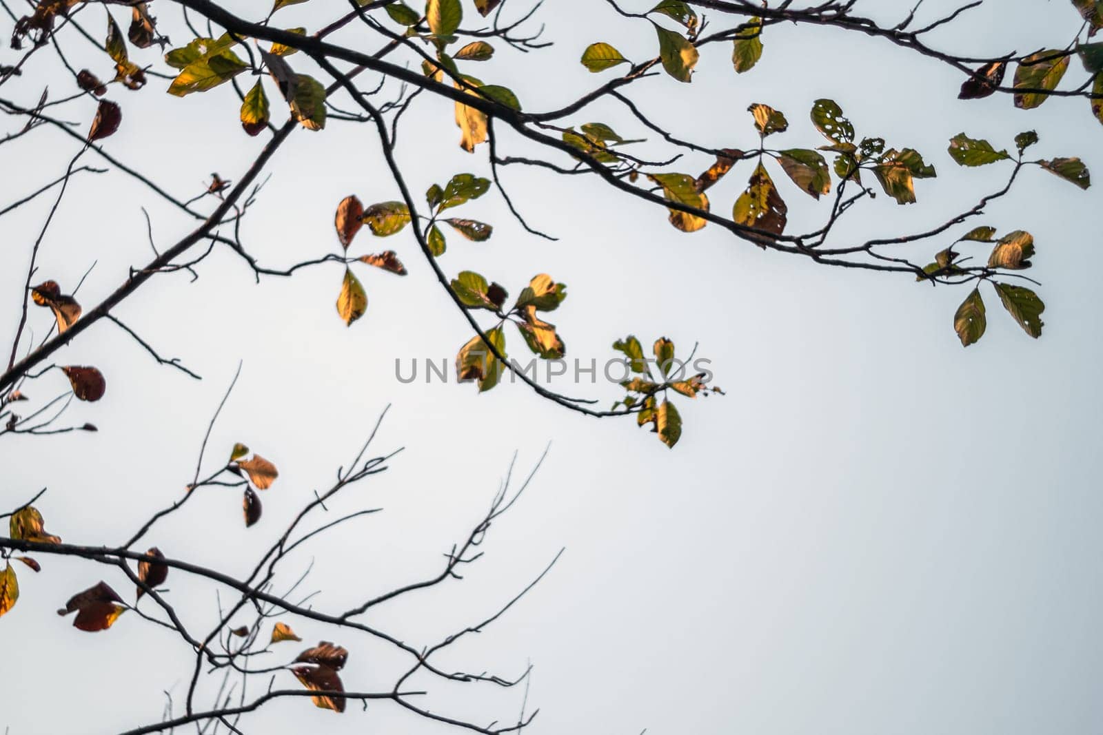 The tops of the teak trees shed their leaves in the dry season