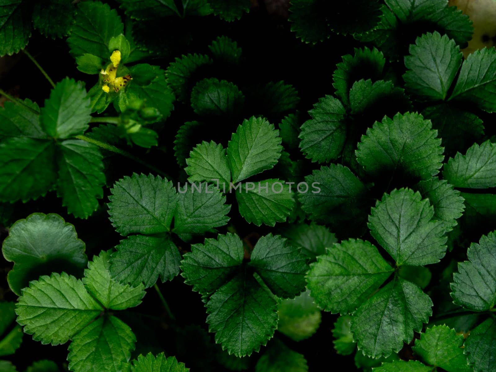 The Mock Strawberry plant for ground cover in the garden by Satakorn