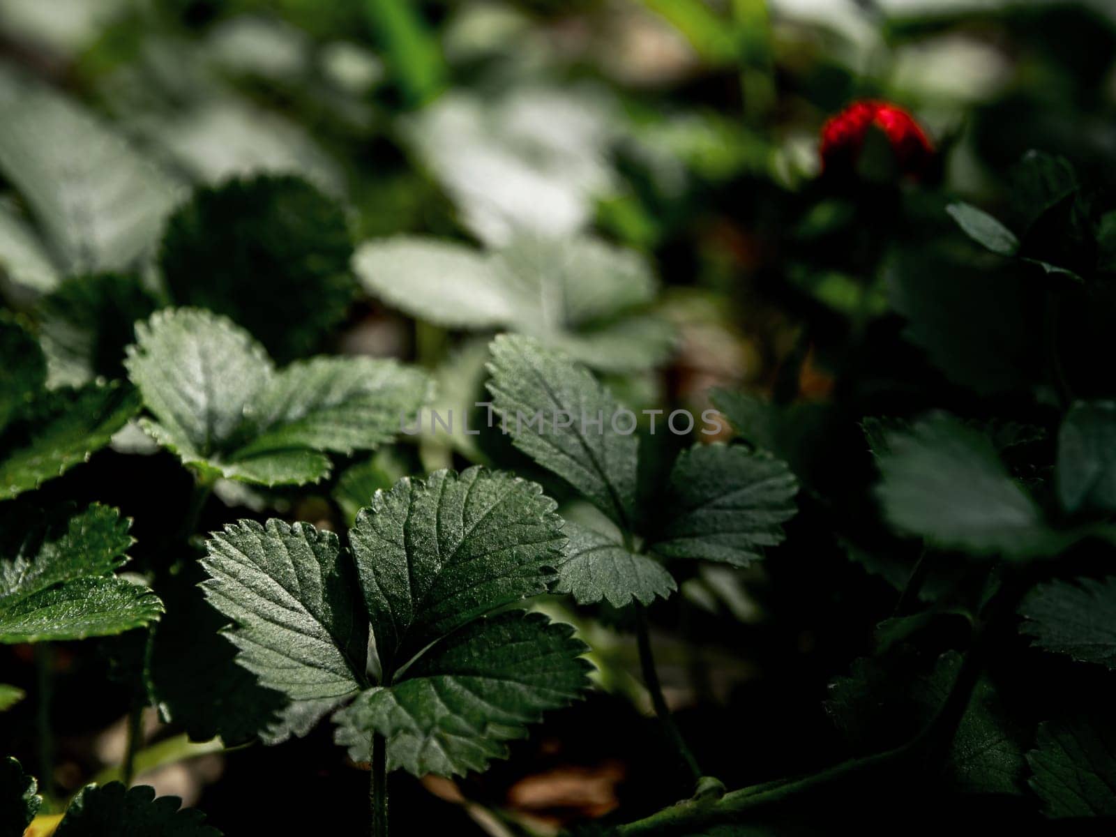 The Mock Strawberry plant for ground cover in the garden by Satakorn