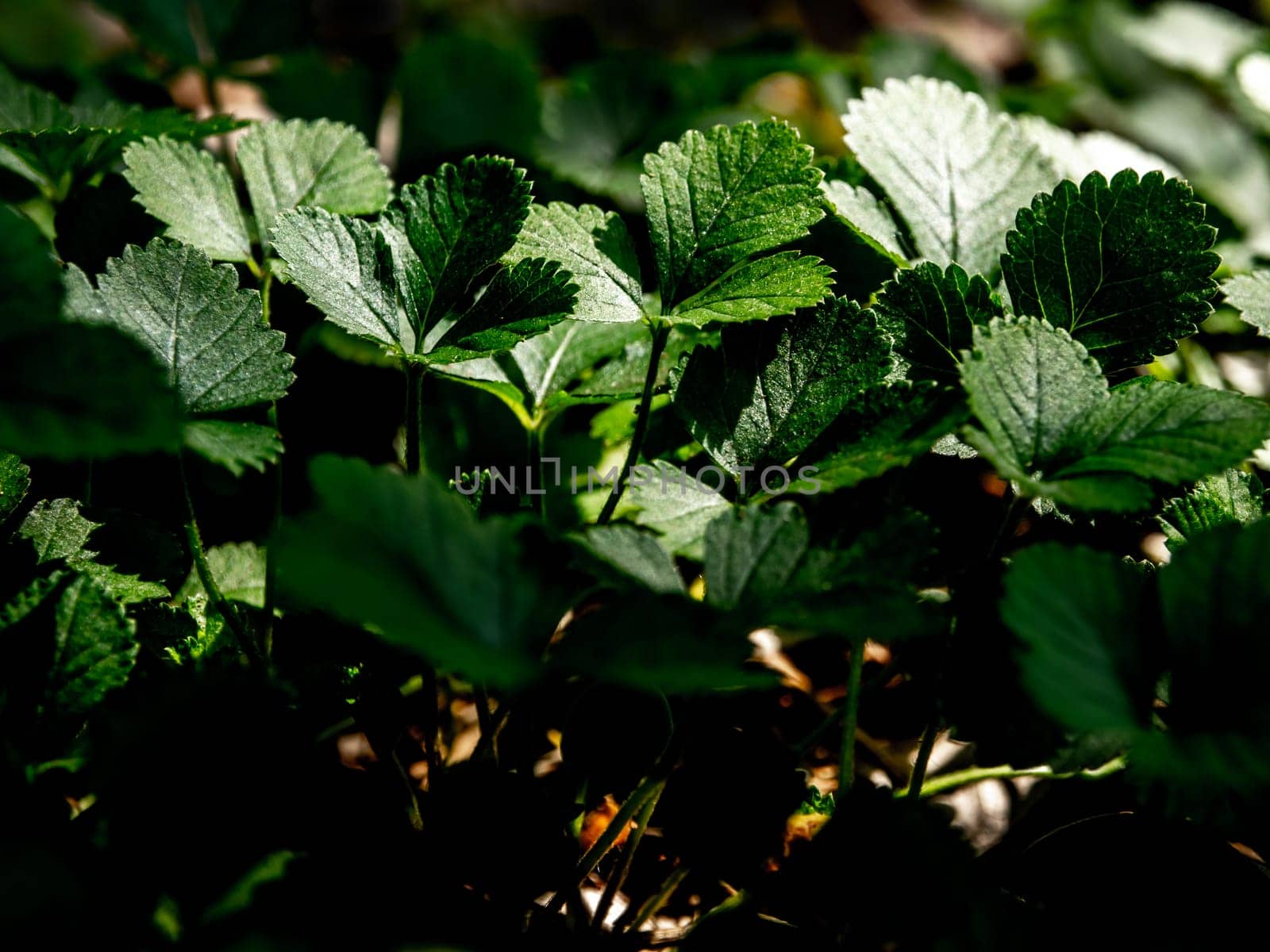 The Mock Strawberry plant for ground cover in the garden by Satakorn