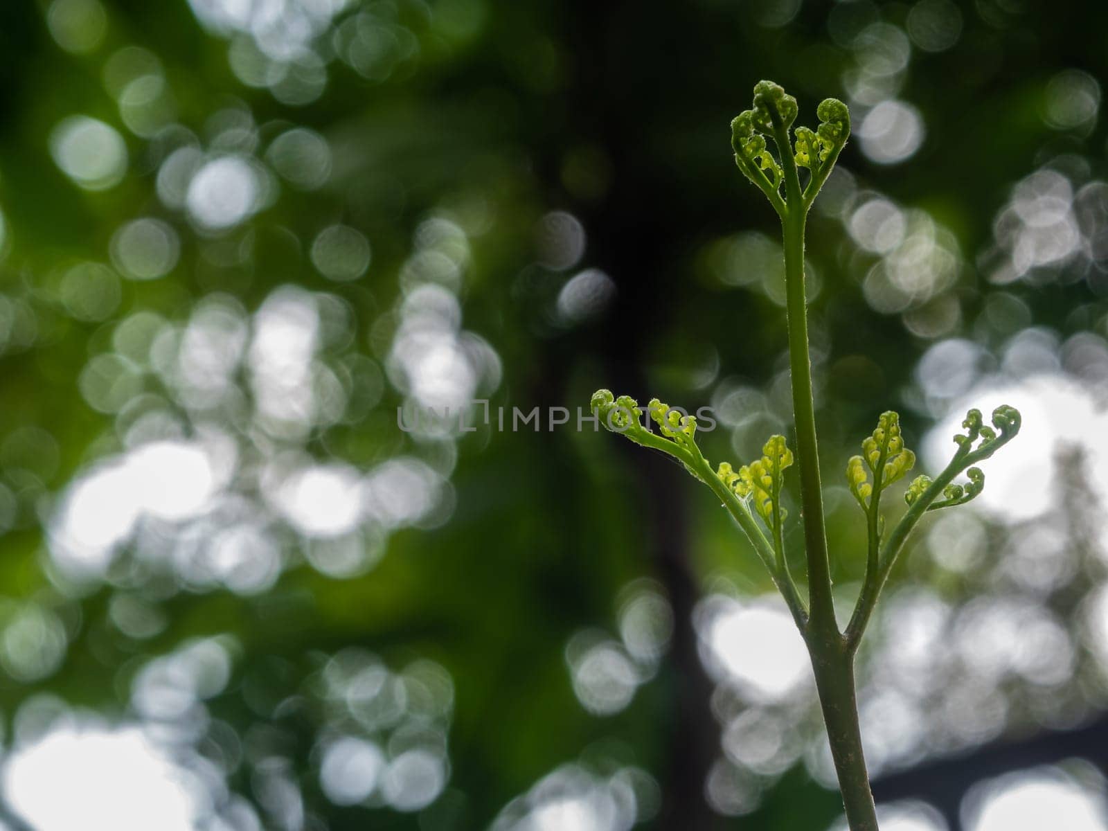 Bud leaf of Davallia denticulata polynesia fern by Satakorn