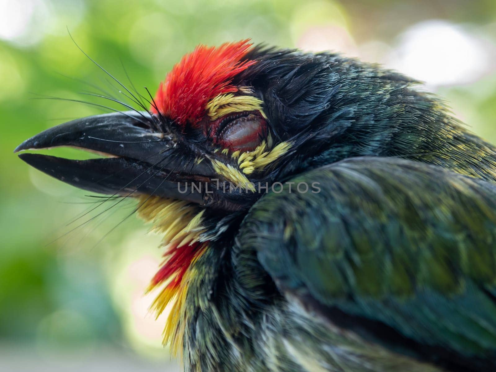 Close up the face of Juvenile Coppersmith barbet bird by Satakorn