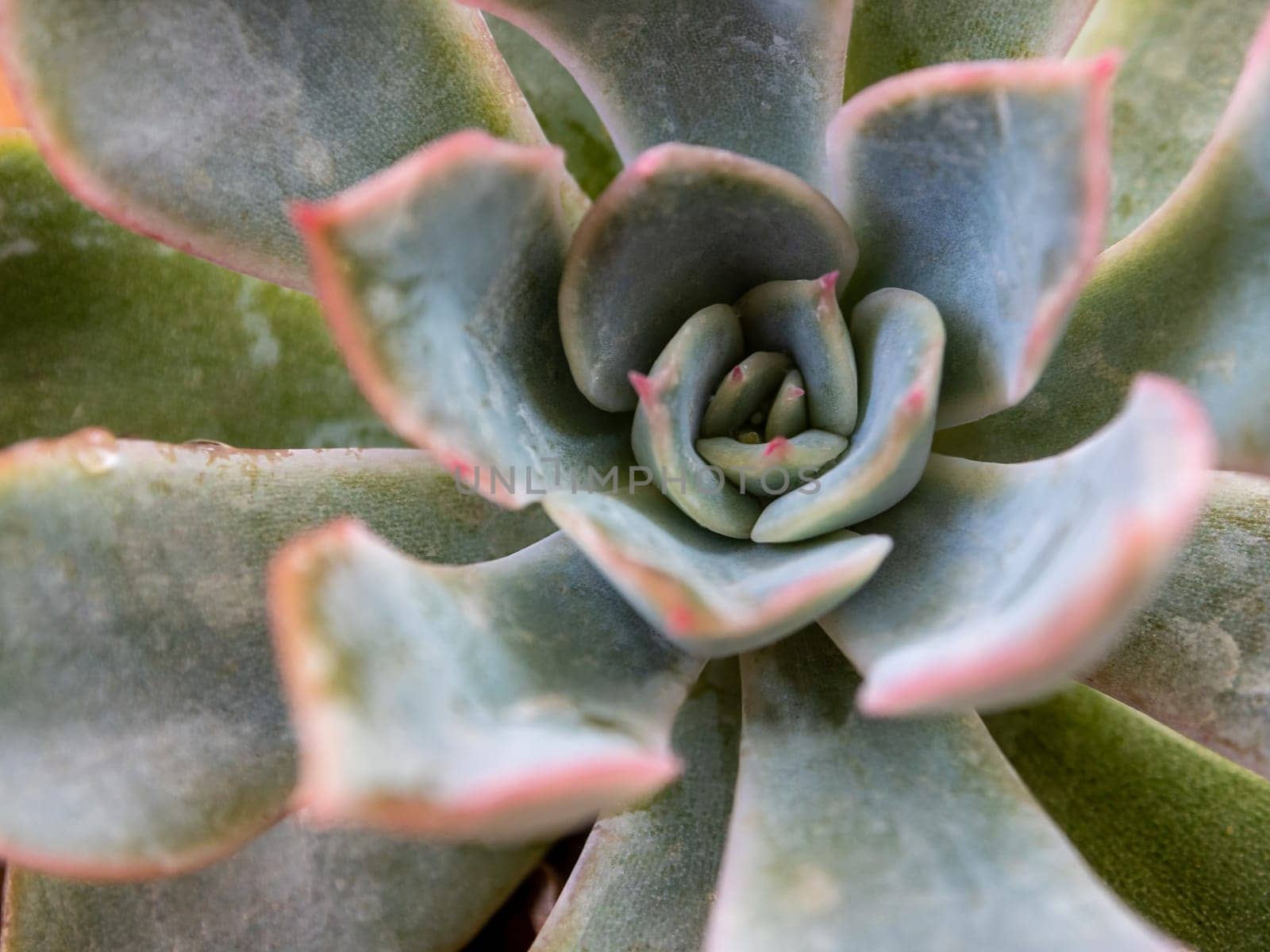 Leaves detail close up of Echeveria Succulent plant by Satakorn