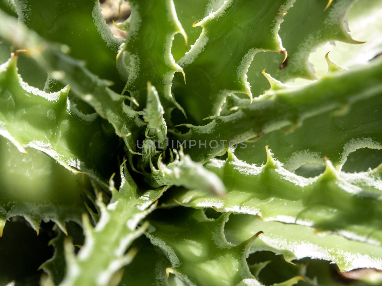 Succulent plant close-up, thorn and detail on leaves of Agave plant by Satakorn