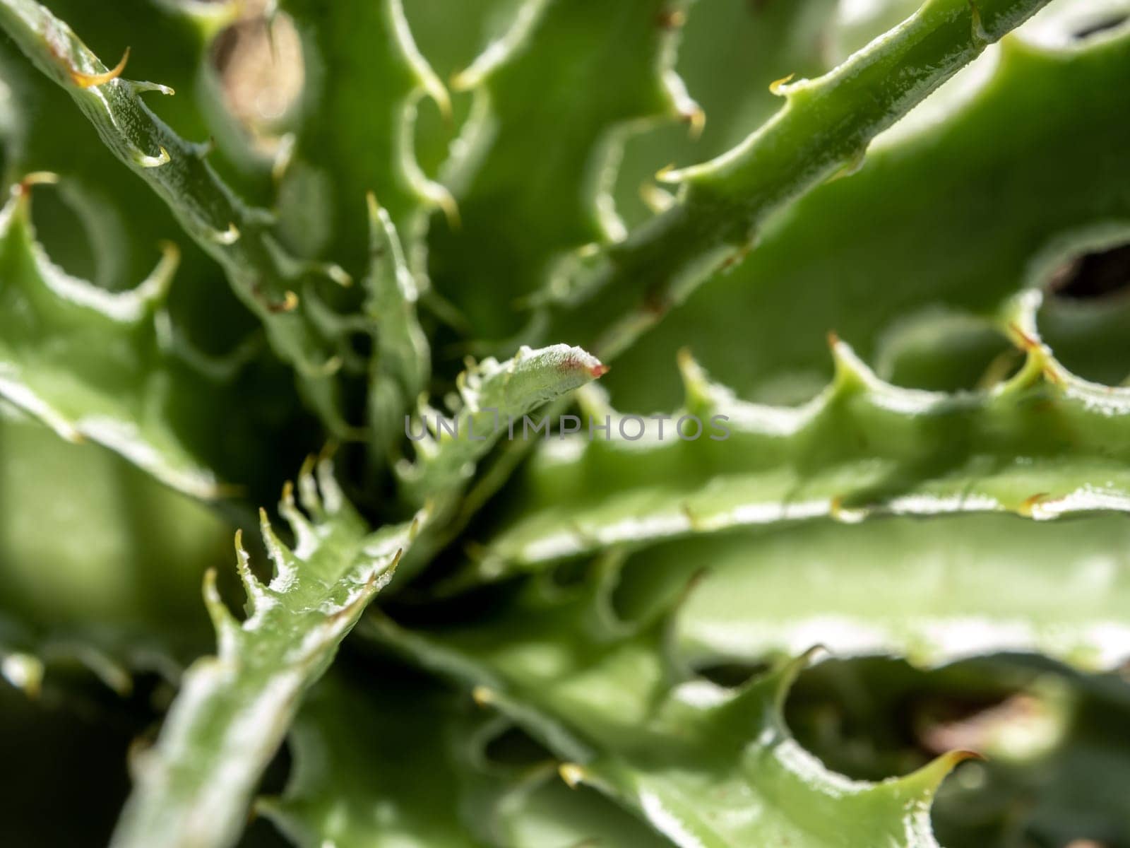 Succulent plant close-up, thorn and detail on leaves of Agave plant by Satakorn