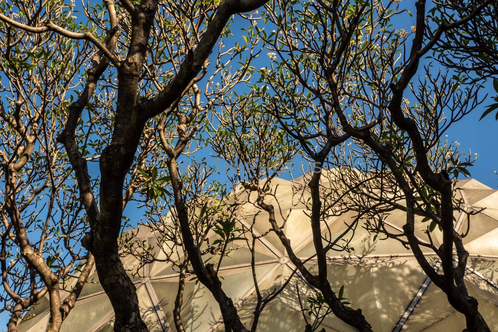 A grove of frangipani trees surrounds the dome of the desert plants
