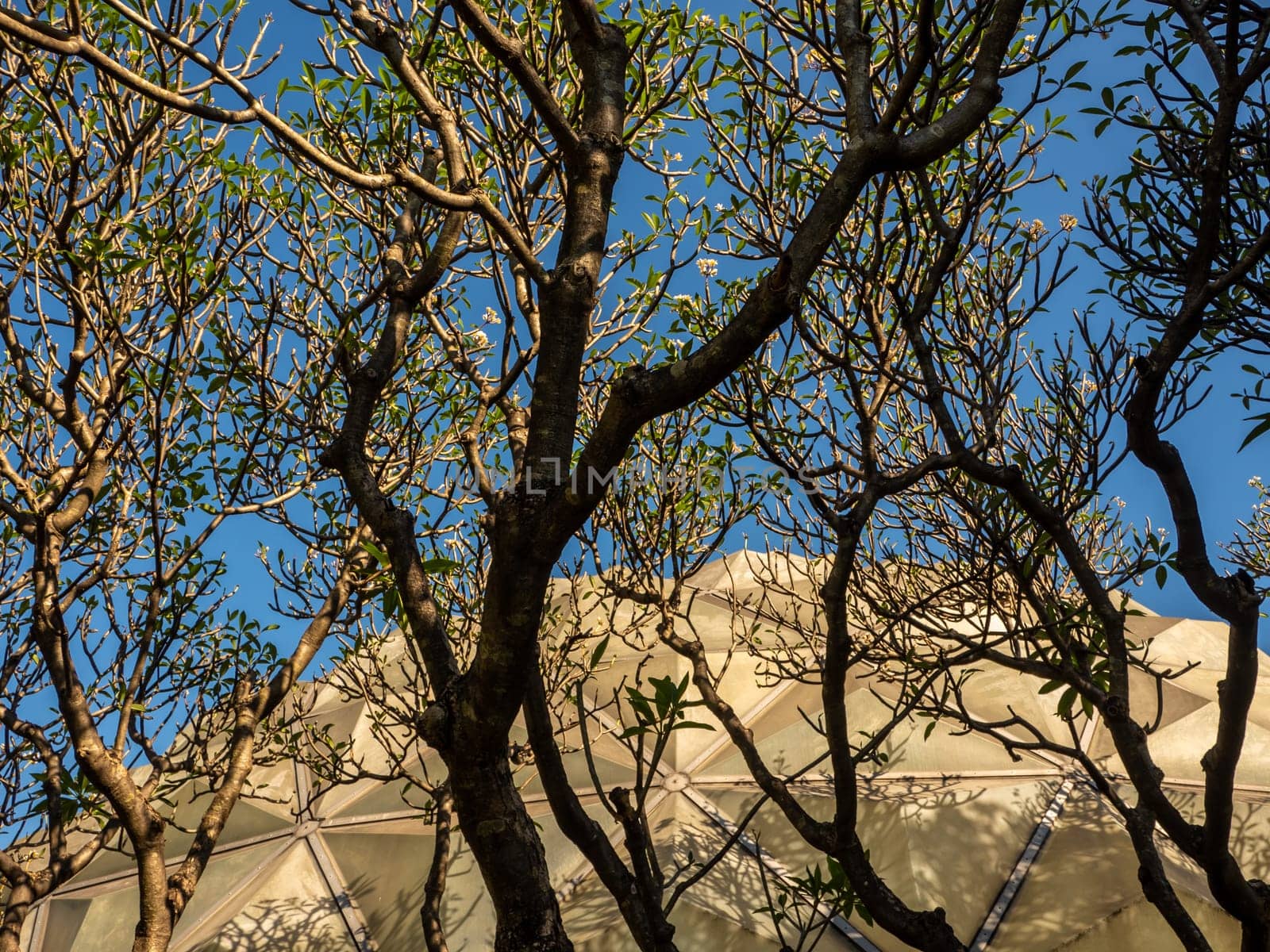 A grove of frangipani trees surrounds the dome of the desert plants