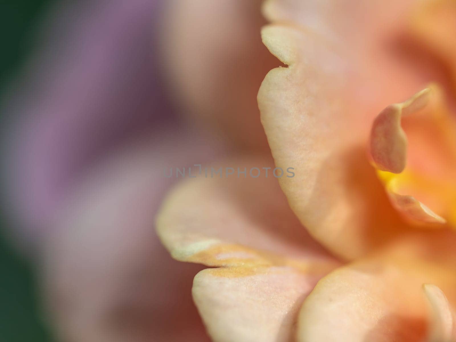 Close-up delicate Distant drums rose petals as nature background