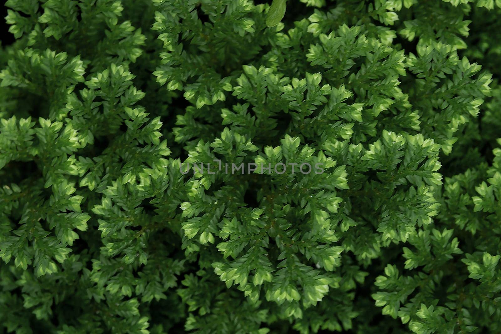 The fine and delicate leaves of the Spike Moss fern by Satakorn