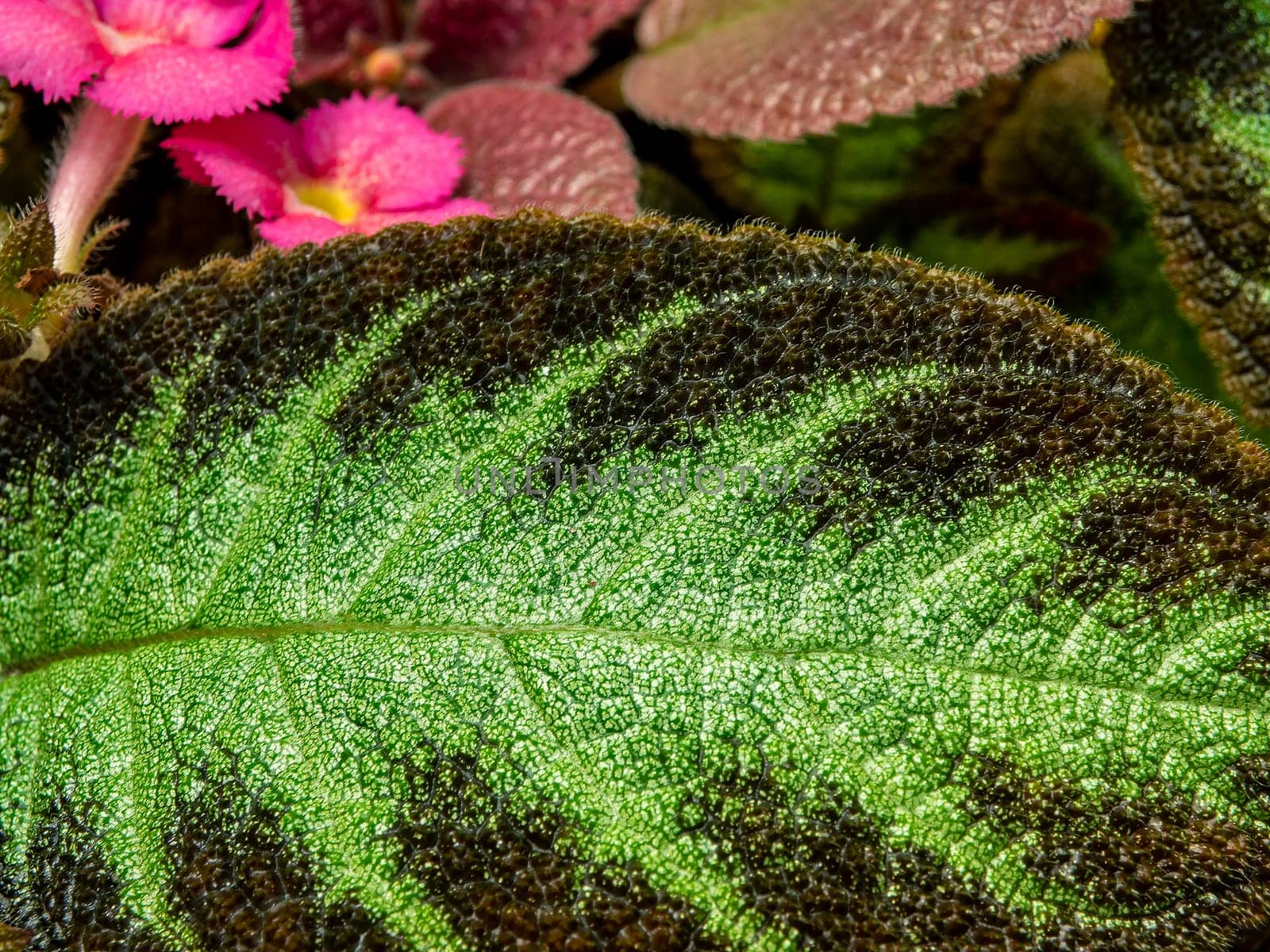 Colorful pattern and soft fur on the leaf surface of the Carpet Plant by Satakorn