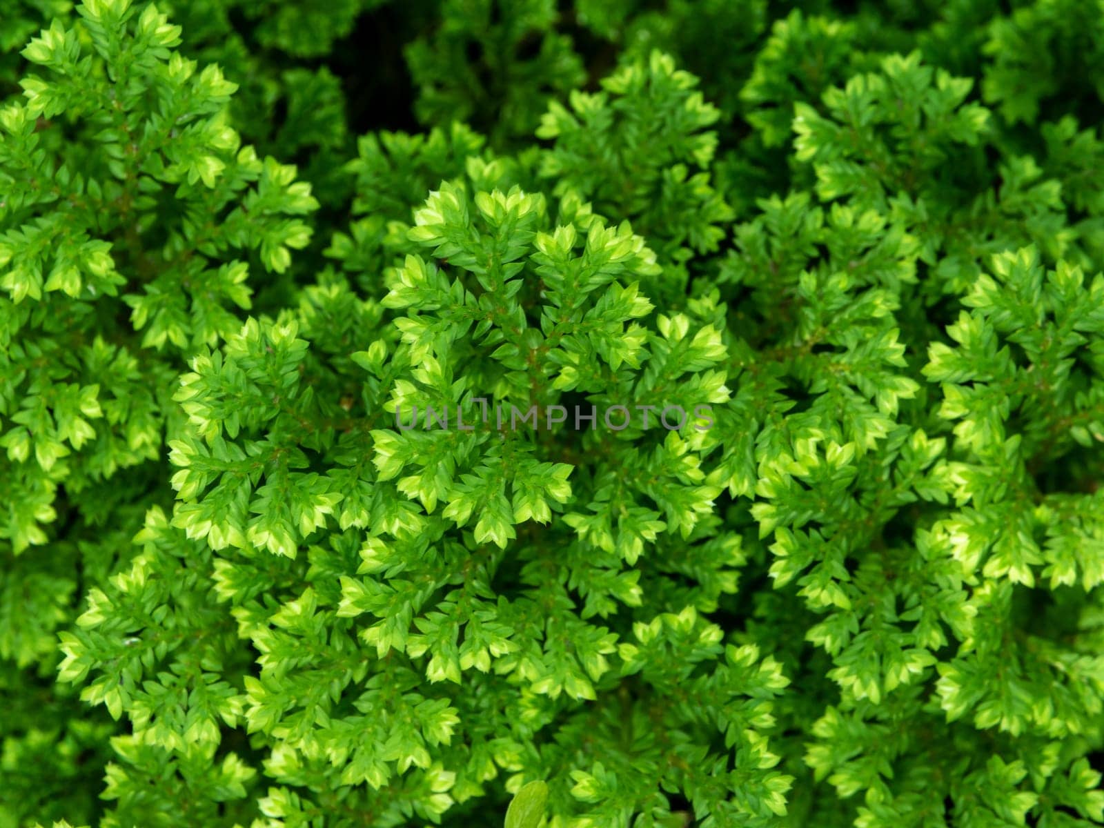 The fine and delicate leaves of the Spike Moss fern by Satakorn