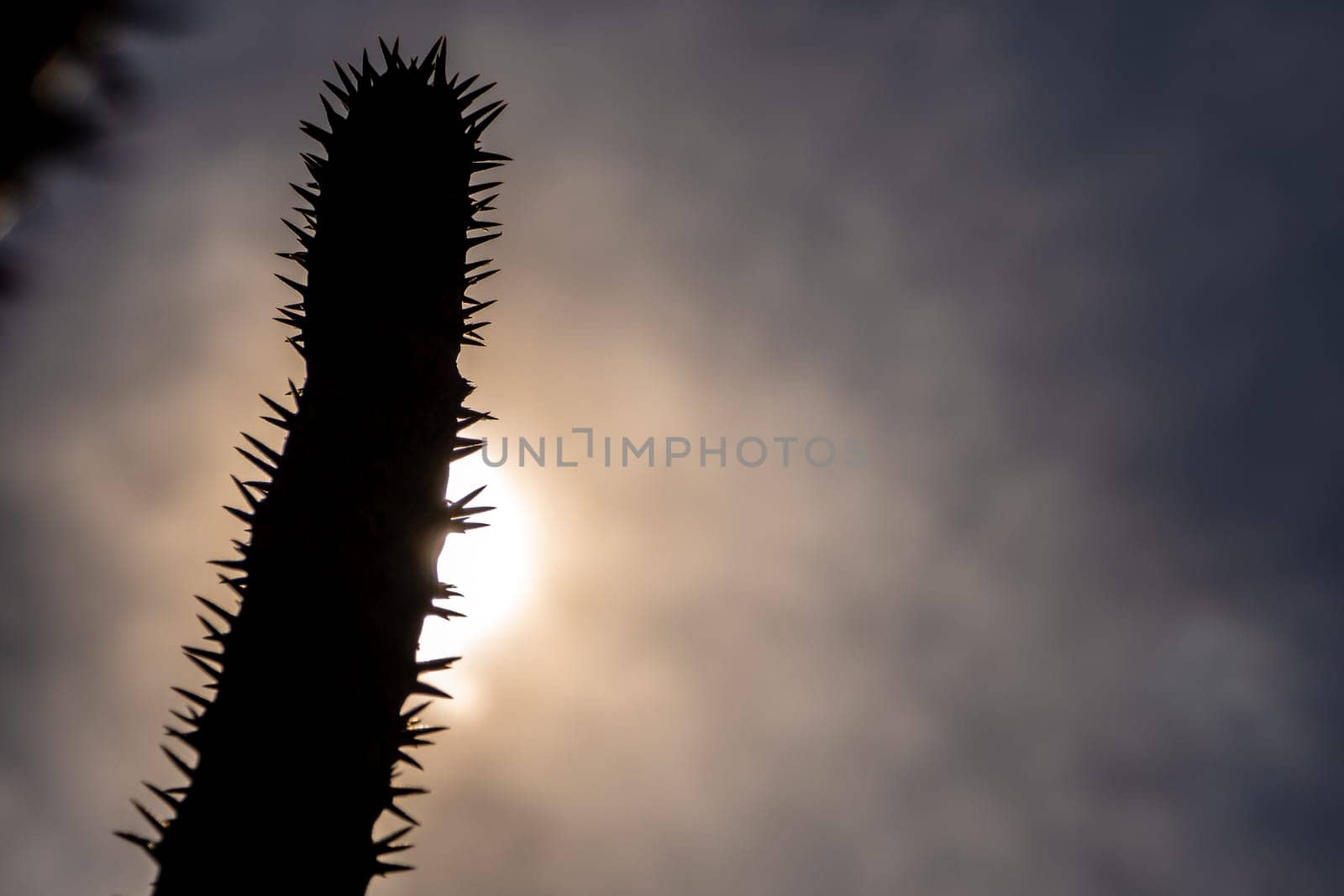 Madagascar palm the Spiky desert plant in the hard sunlight by Satakorn