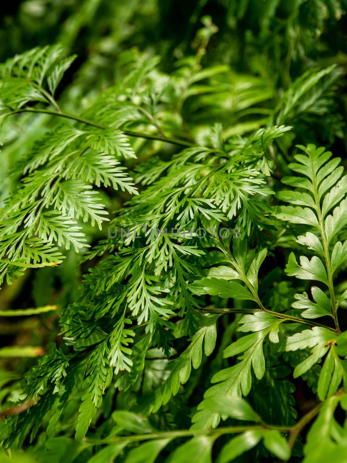 Leaves of Davallia denticulata polynesia and Davallia solida Fern as green background