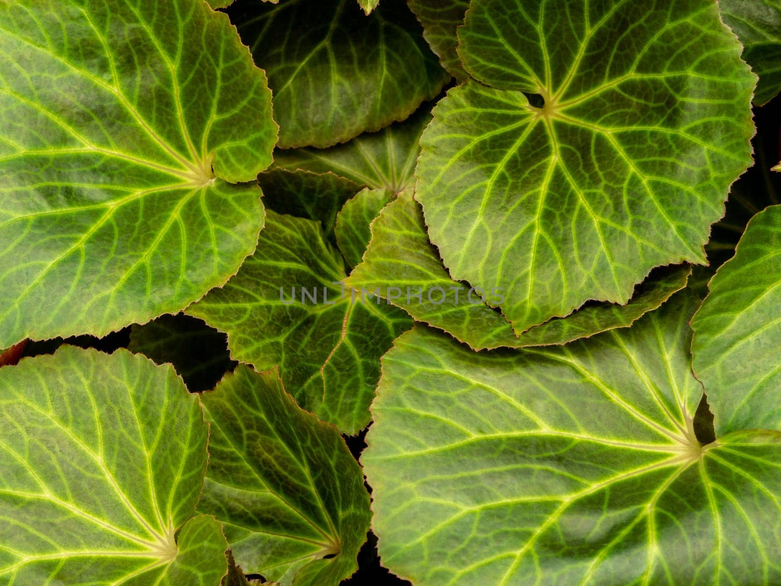 Surface texture of Begonia leaves as nature background by Satakorn