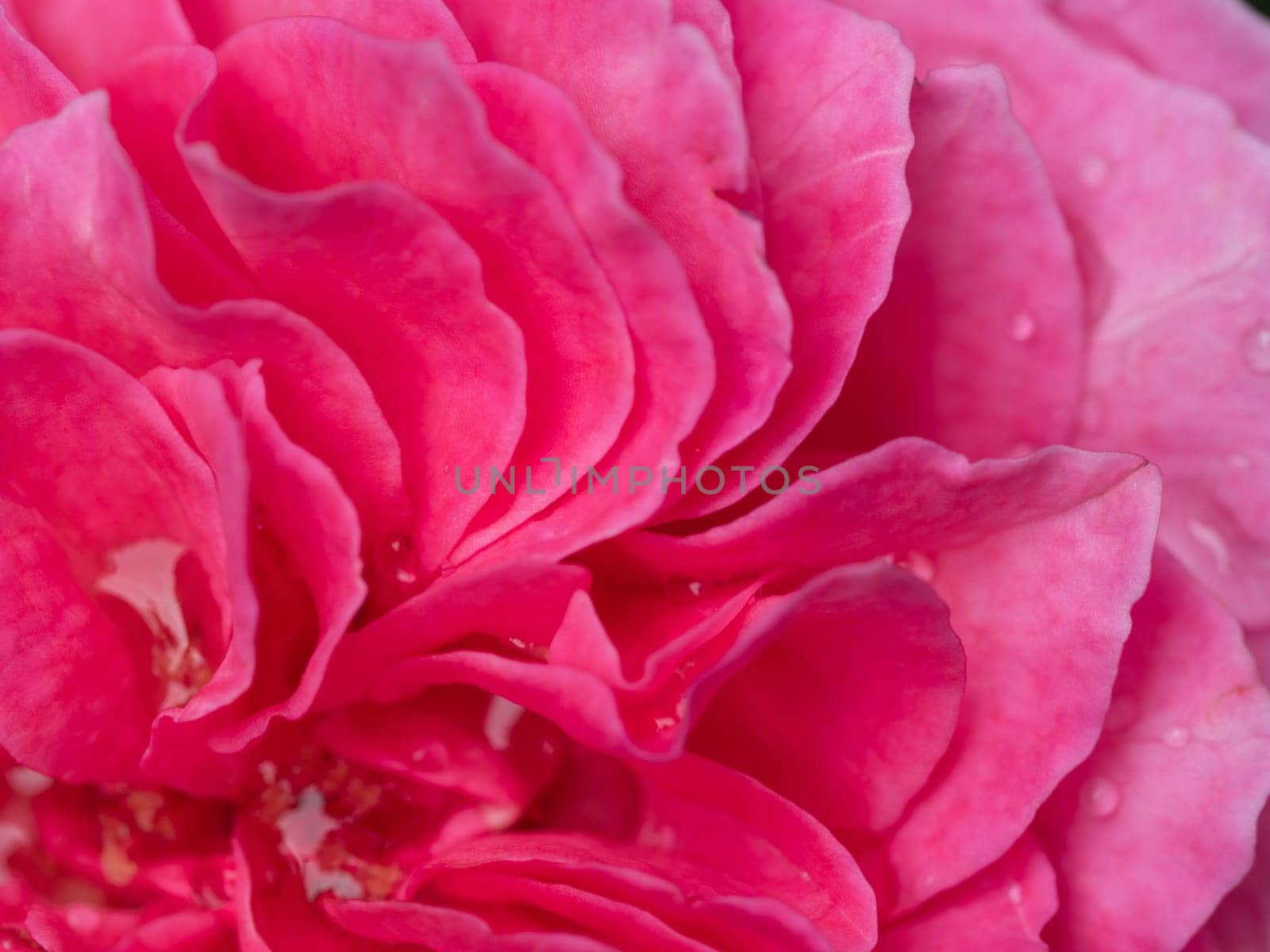 Close-up delicate Yuzen rose petals as nature background