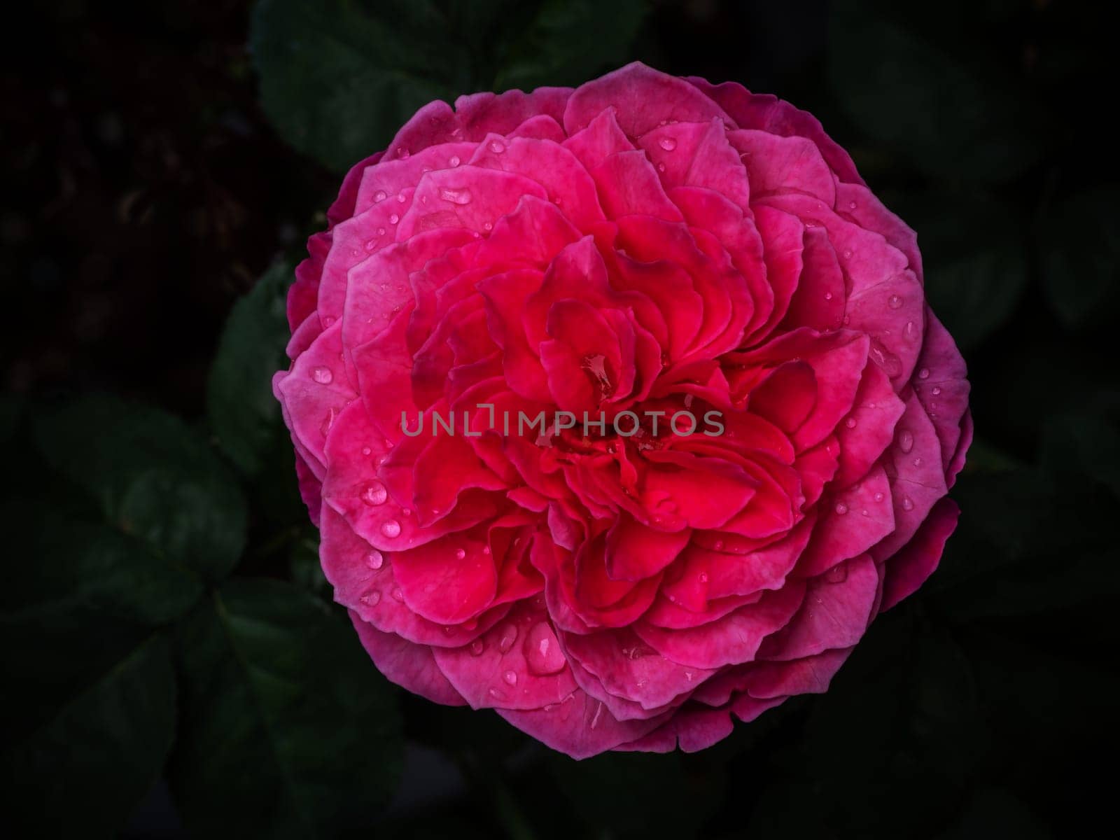 Shape and colors of Yuzen roses that begin to bloom