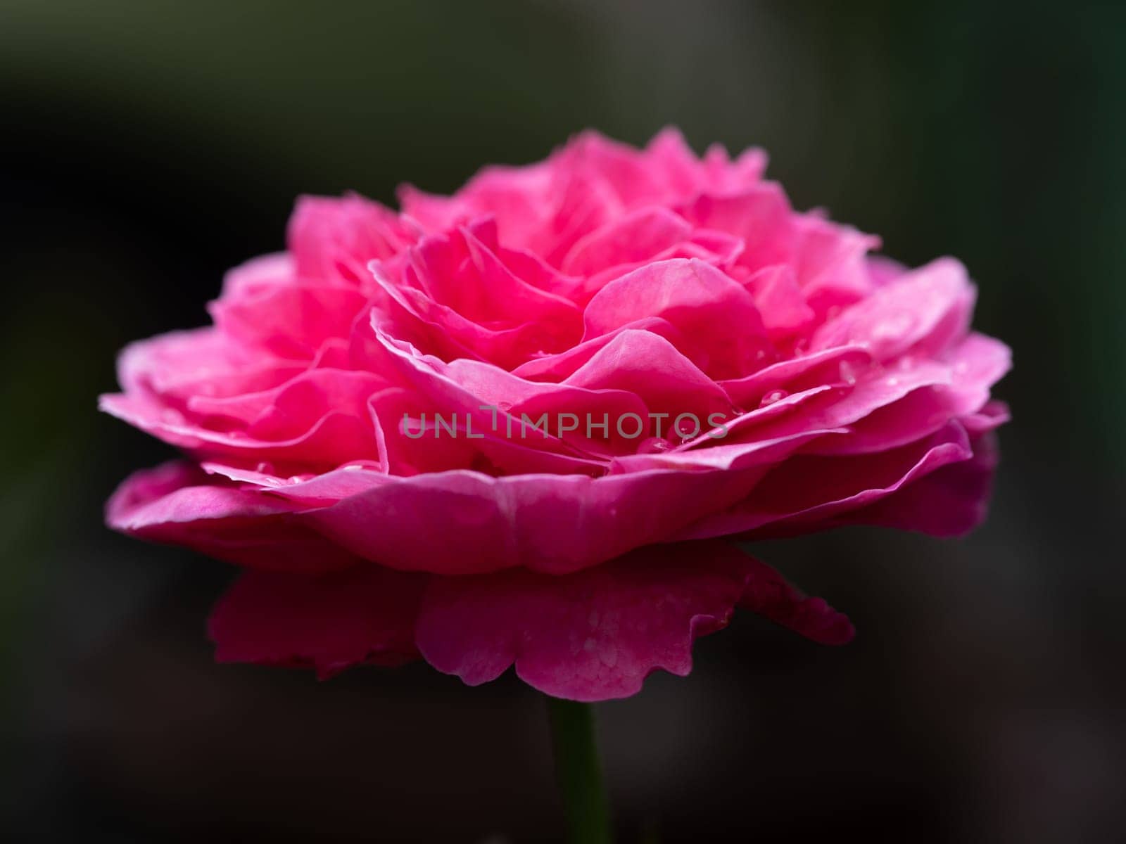 Shape and colors of Yuzen roses that blooming by Satakorn