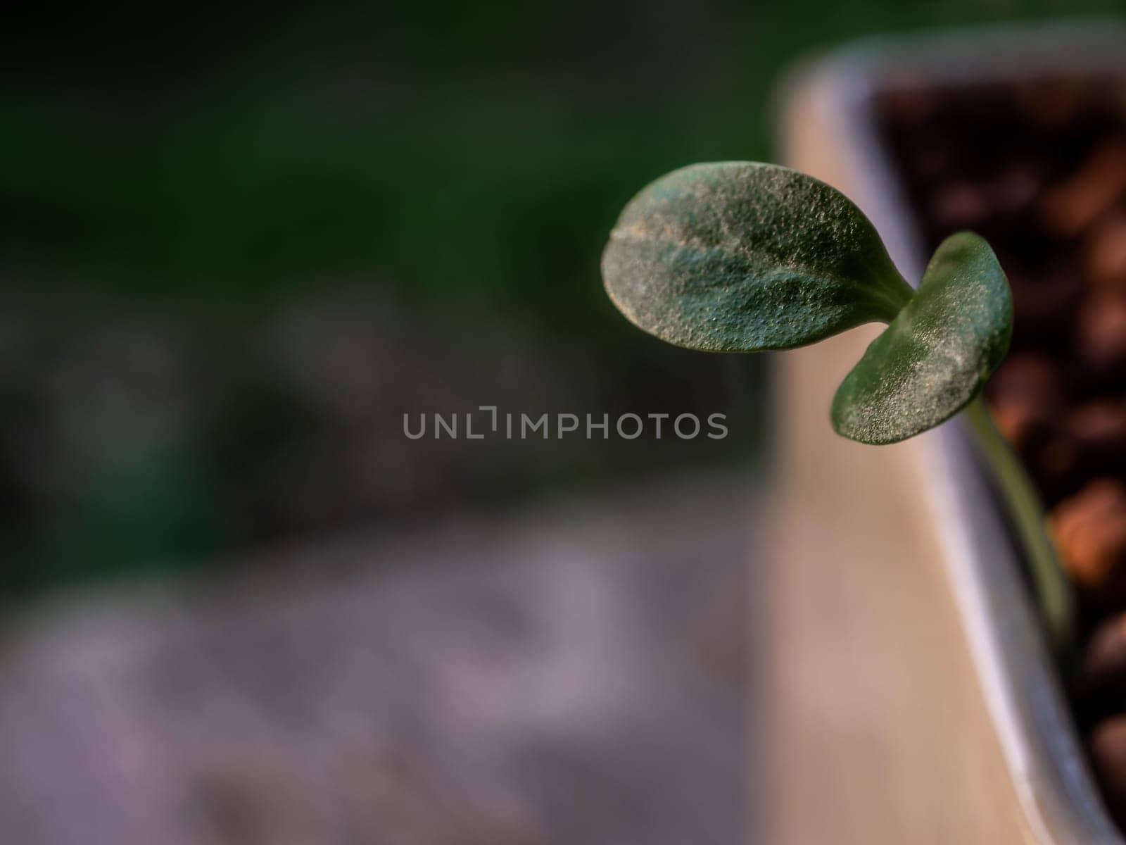 Young seedlings of weed growth in the pot